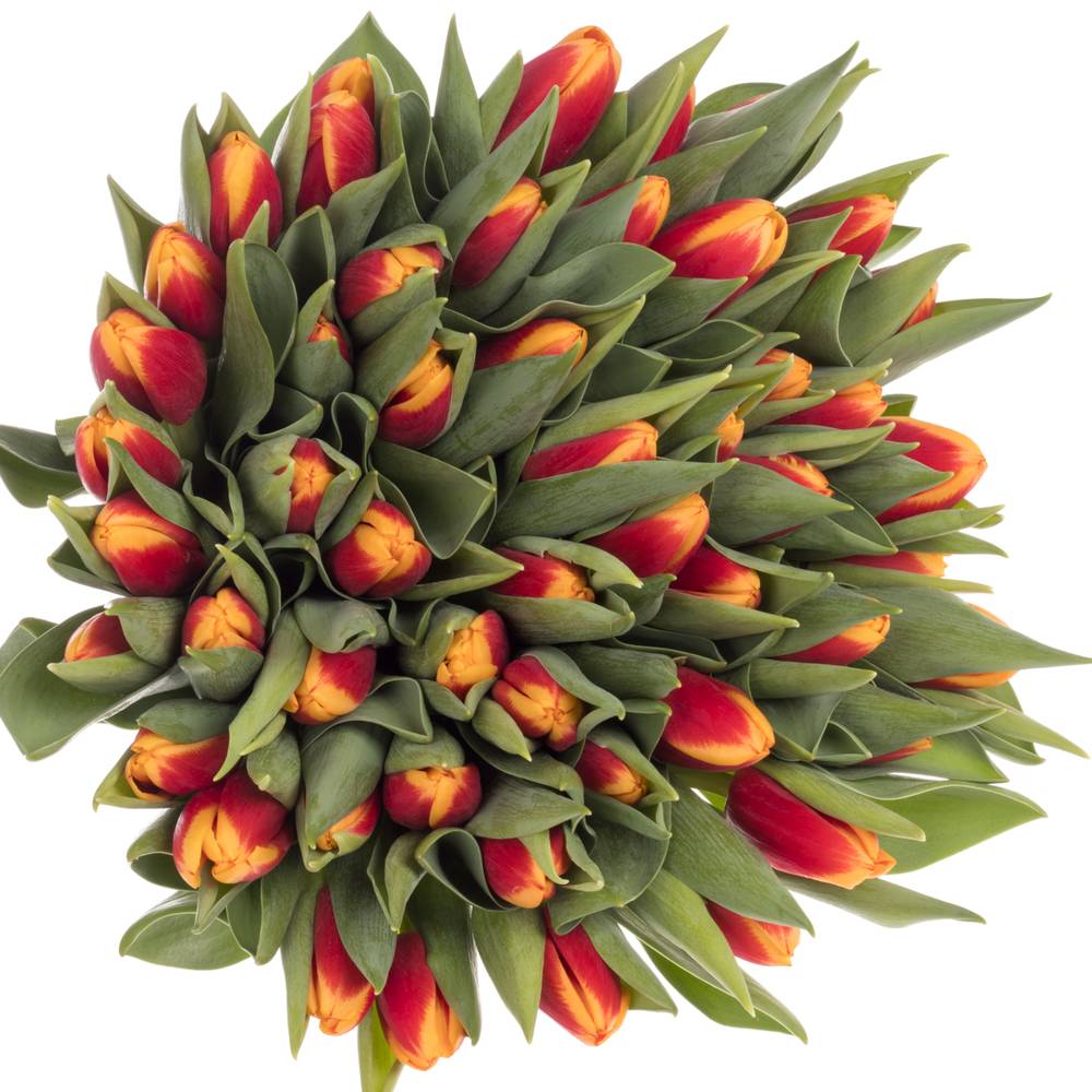 Tulpe rot/gelb Spirit Borst 54 Gramm