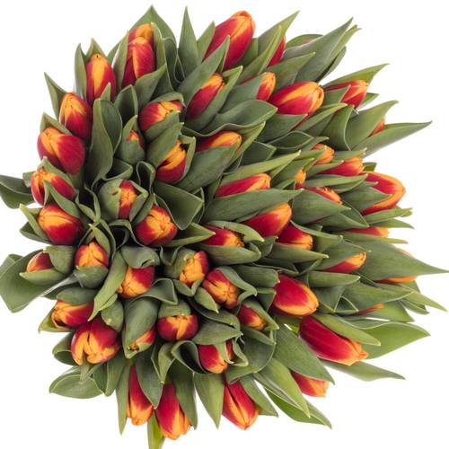 Tulpe rot/gelb Spirit Borst 54 Gramm