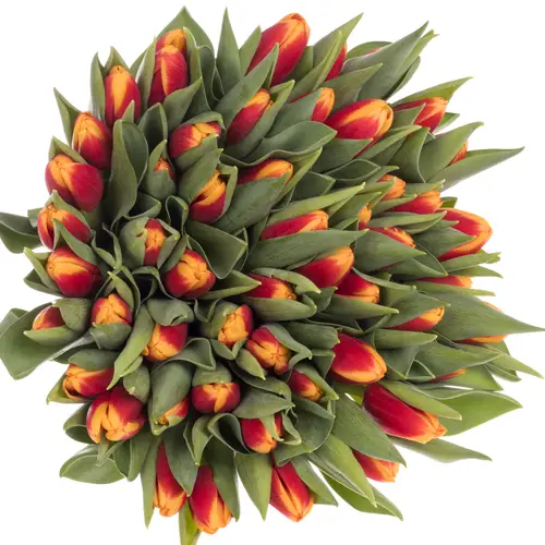 Tulpe rot/gelb Spirit Borst 54 Gramm