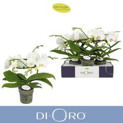 Phal.2-R weiss Dioro Prestige T12 H050