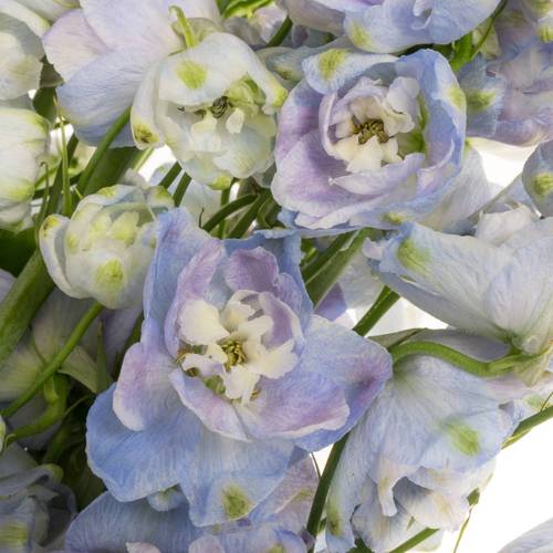 Delphinium lila lavendel Guard 90cm
