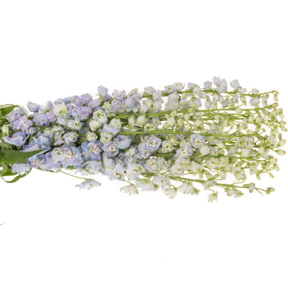 Delphinium lila lavendel Guard 90cm