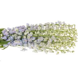Delphinium lila lavendel Guard 90cm