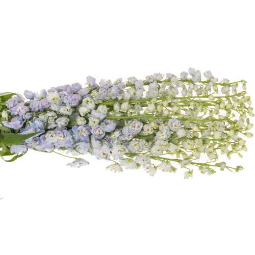 Delphinium lila lavendel Guard 90cm
