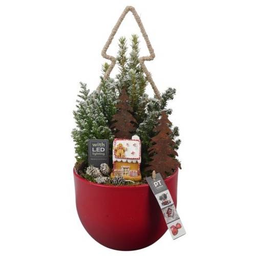 Picea.Arr PTCWW6918 Weihnachten T19 H044