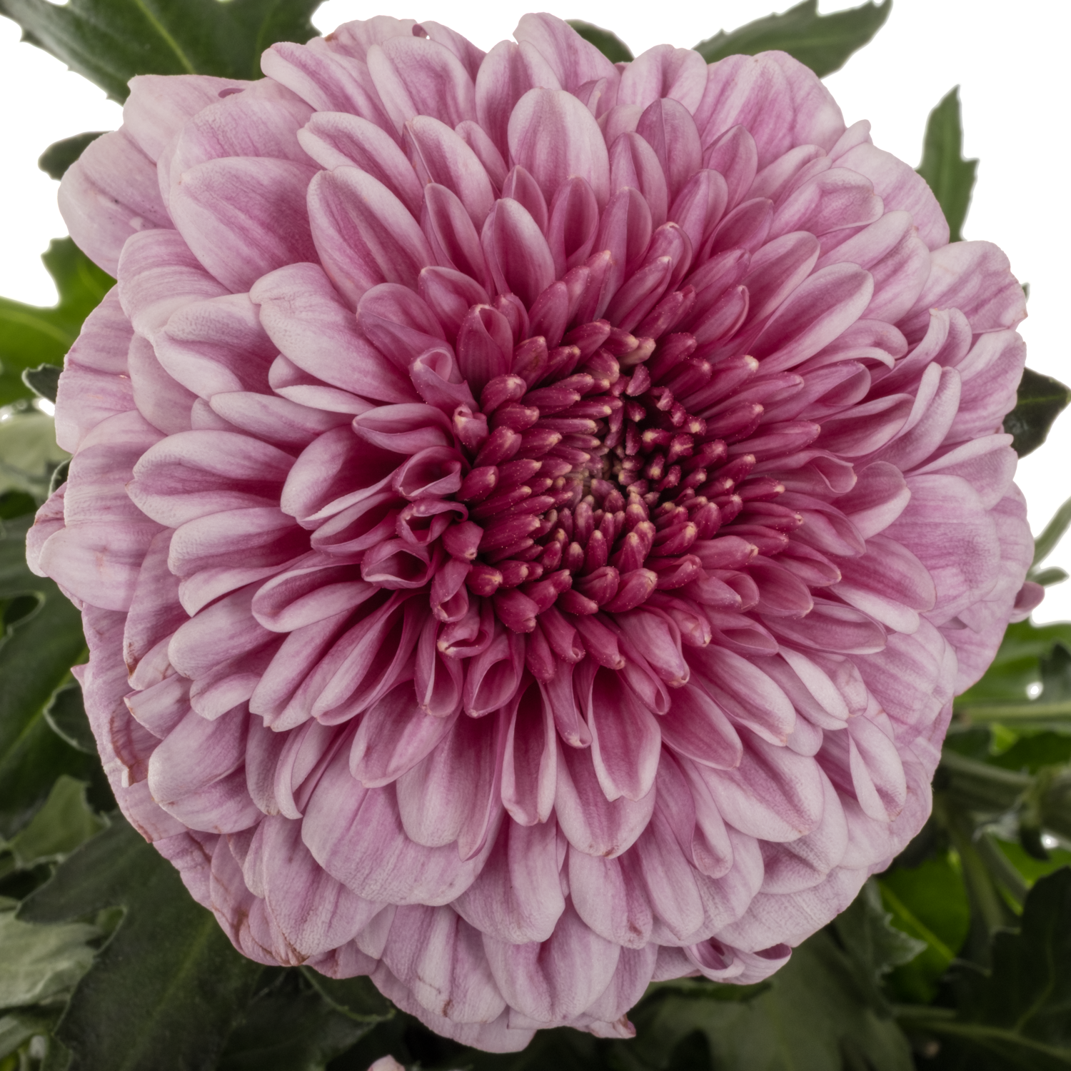 Chrys.Deko rosa-lila Arcadia neu ! 80 Gramm 70cm