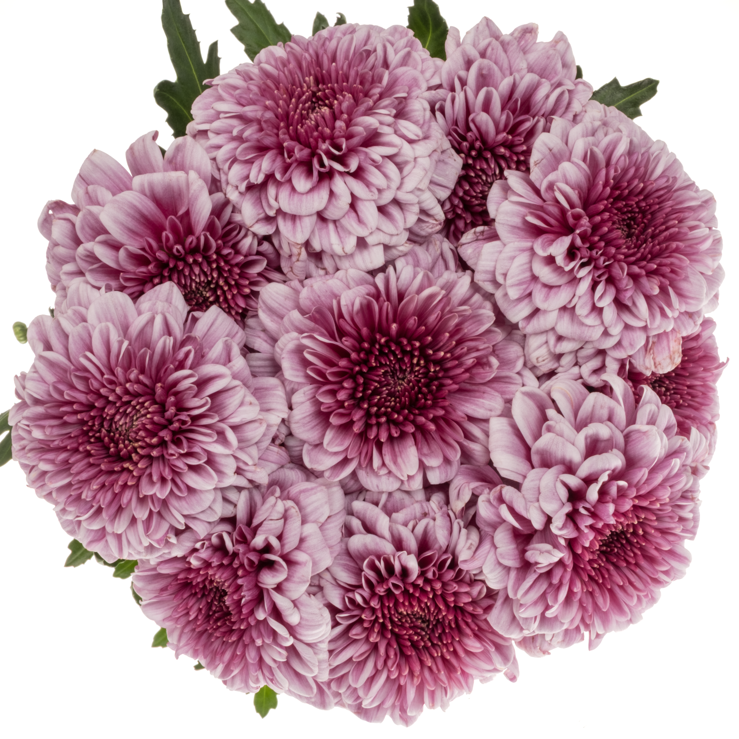 Chrys.Deko rosa-lila Arcadia neu ! 80 Gramm 70cm