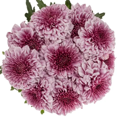 Chrys.Deko rosa-lila Arcadia neu ! 80 Gramm 70cm