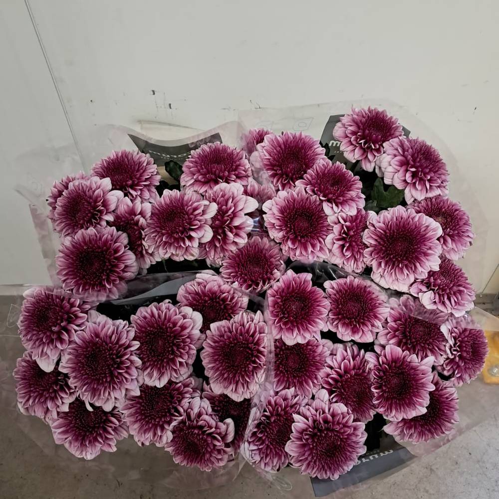 Chrys.Deko rosa-lila Arcadia neu ! 80 Gramm 70cm