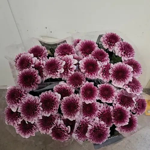 Chrys.Deko rosa-lila Arcadia neu ! 80 Gramm 70cm