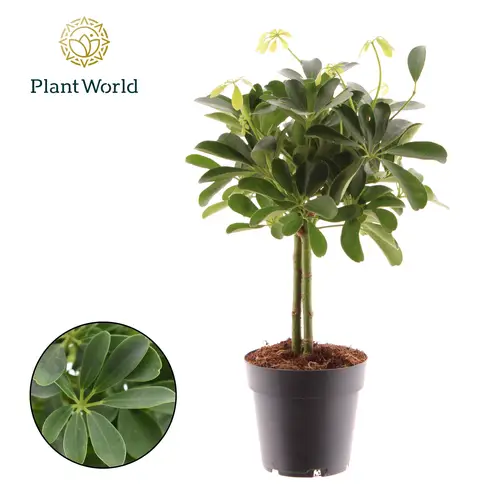 Schefflera Nora auf Stamm T14 H050