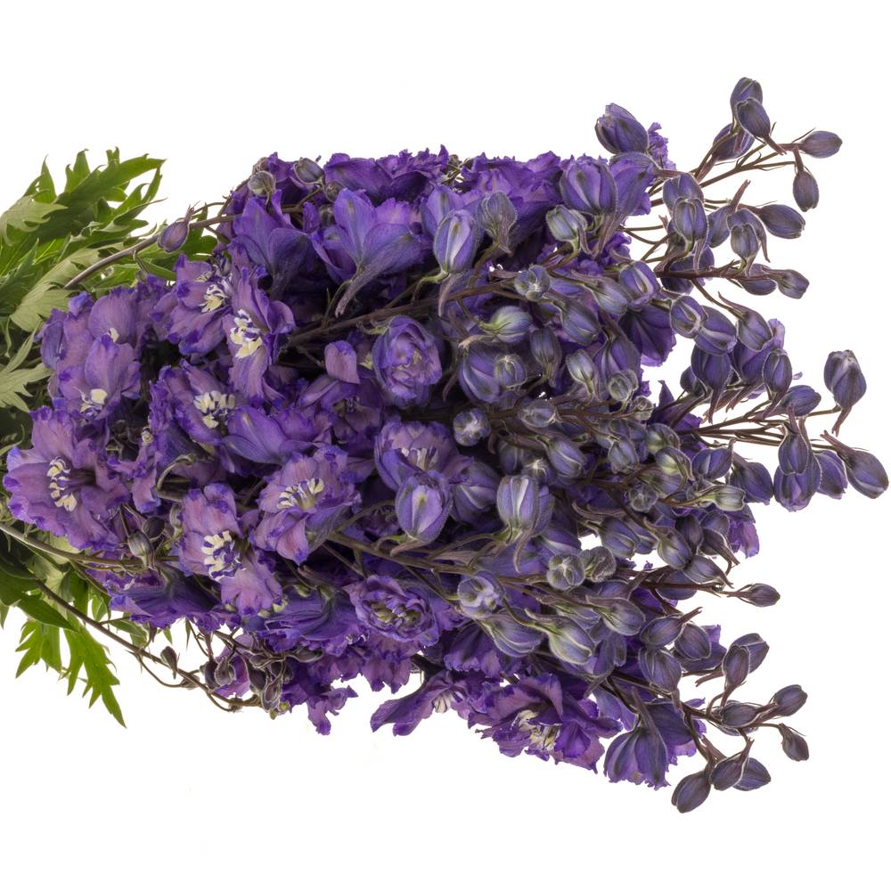 Delphinium blau Am louise 80cm