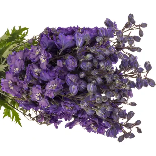 Delphinium blau Am louise 80cm