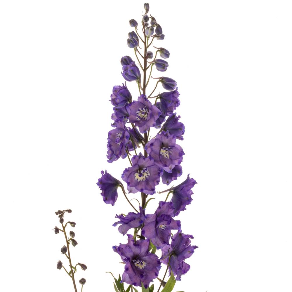 Delphinium blau Am louise 80cm