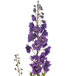 Delphinium blau Am louise 80cm