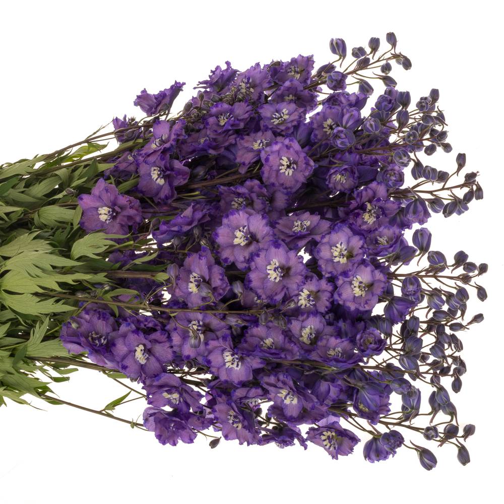 Delphinium blau Am louise 80cm