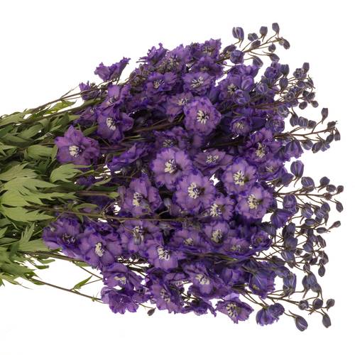 Delphinium blau Am louise 80cm