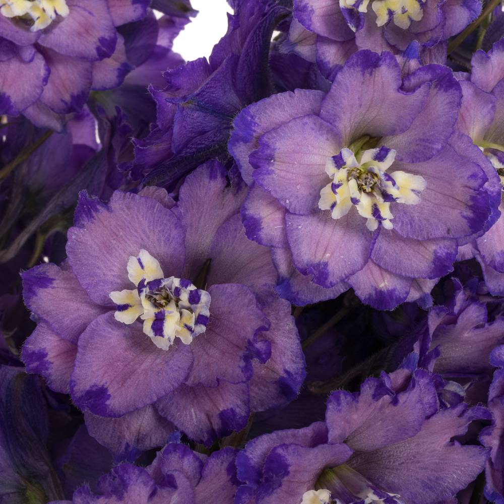 Delphinium blau Am louise 80cm