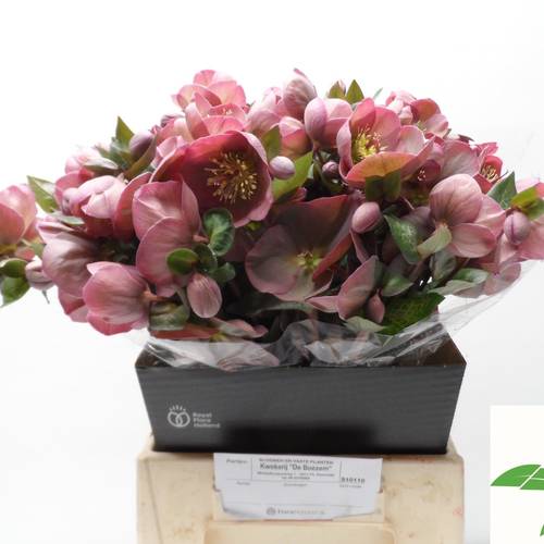 Helleborus rosa Penny Pink 45cm
