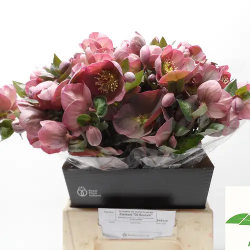 Helleborus rosa Penny Pink 45cm