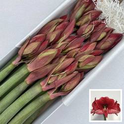 Amaryllis Krt.weiss/pink Maestro X18