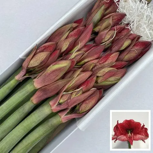 Amaryllis Krt.weiss/pink Maestro X18