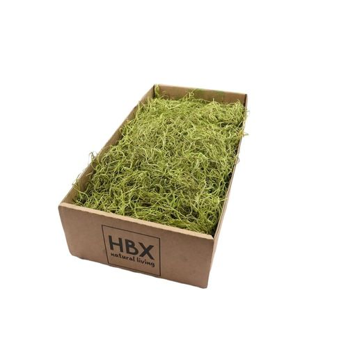 Tillandsia Moos hell grün 350gr im Karton
