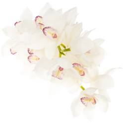 Cymbidium weiss Magic 60cm 9+Blüte