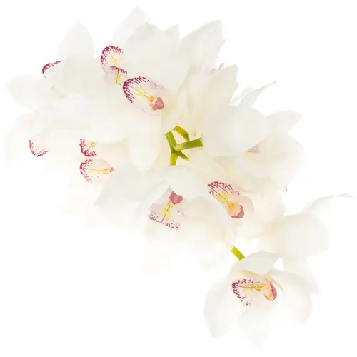 Cymbidium weiss Magic 60cm 9+Blüte