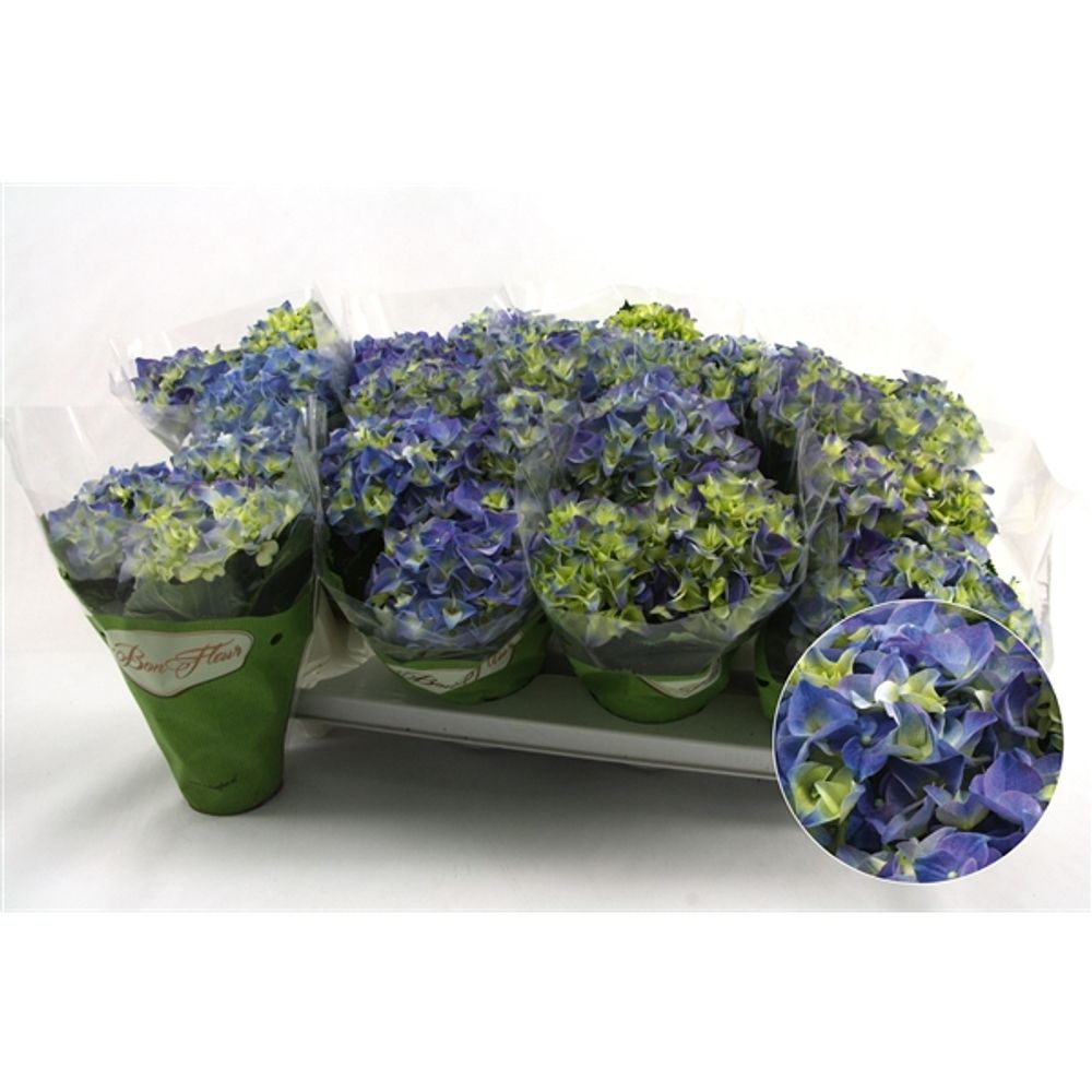 Hortensie Midi blau 3-5Bl. T10 H022