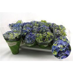 Hortensie Midi blau 3-5Bl. T10 H022