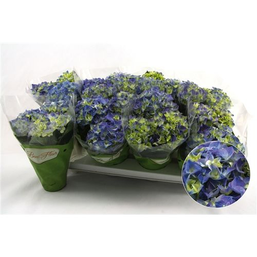 Hortensie Midi blau 3-5Bl. T10 H022