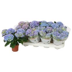 Hortensie Midi milka 3+Blüte T10 H022