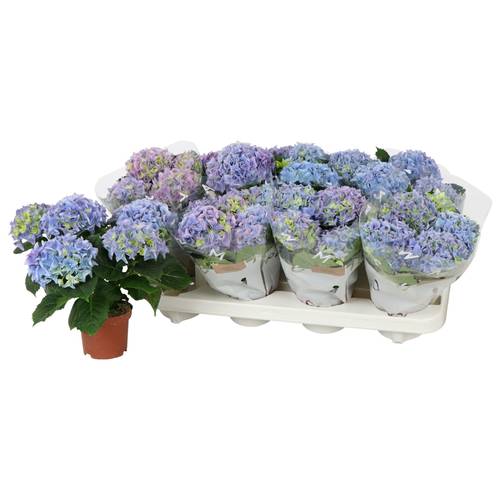Hortensie Midi milka 3+Blüte T10 H022