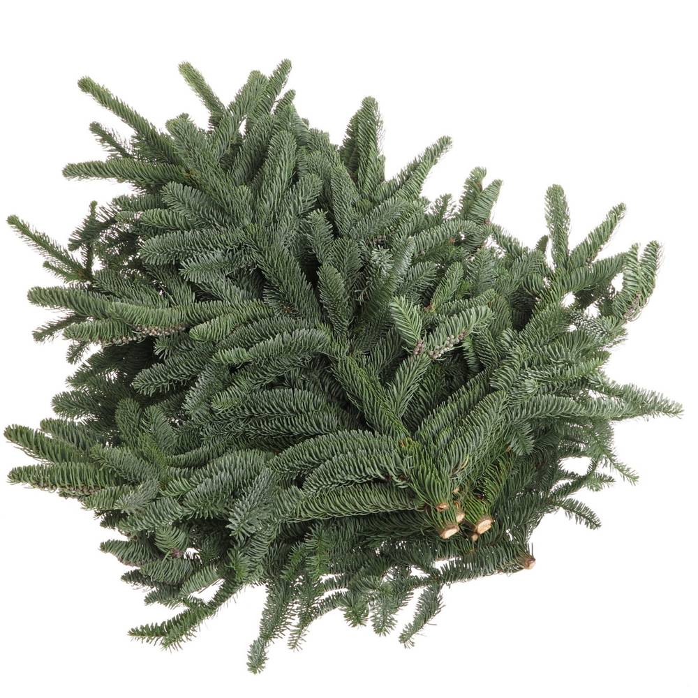 Tanne Nobilis Handbunde x15 500 Gram