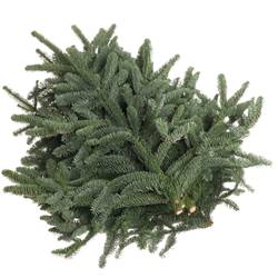 Tanne Nobilis Handbunde x15 500 Gram