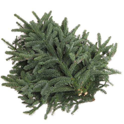 Tanne Nobilis Handbunde x15 500 Gram