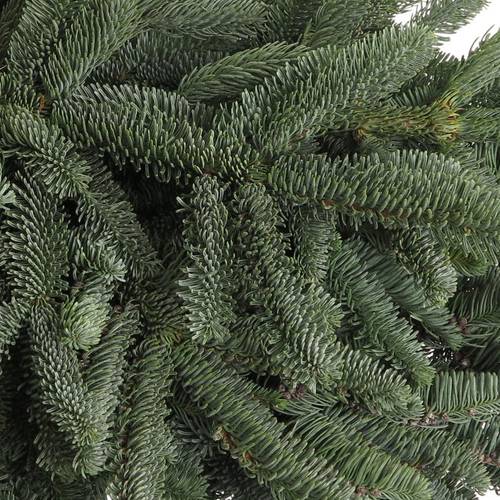 Tanne Nobilis Handbunde x15 500 Gram