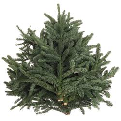 Tanne Nobilis Handbunde x15 500 Gram