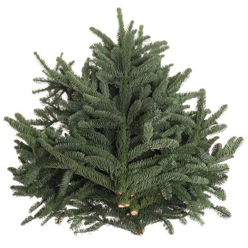 Tanne Nobilis Handbunde x15 500 Gram