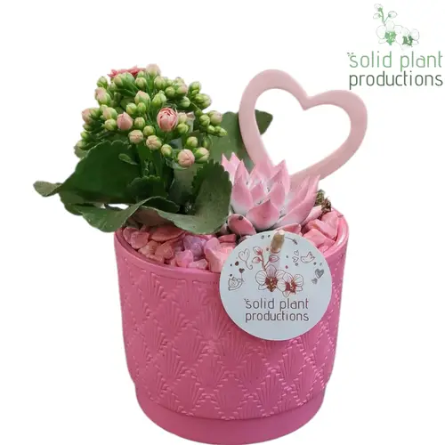 Kal.Arr Ariël rosa	KE001PINK T12 H025