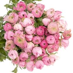 Ranunkel rosa Elegance Italie Extra 40cm