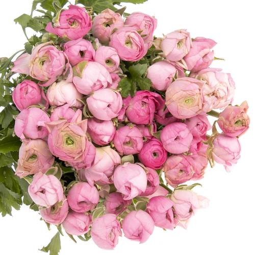 Ranunkel rosa Elegance Italie Extra 40cm