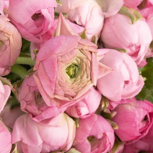 Ranunkel rosa Elegance Italie Extra 40cm