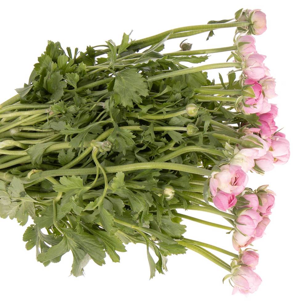 Ranunkel rosa Elegance Italie Extra 40cm