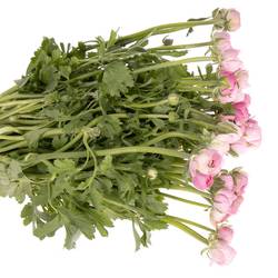 Ranunkel rosa Elegance Italie Extra 40cm