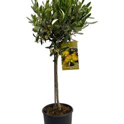 Olea Europaea auf Stamm T19 H90