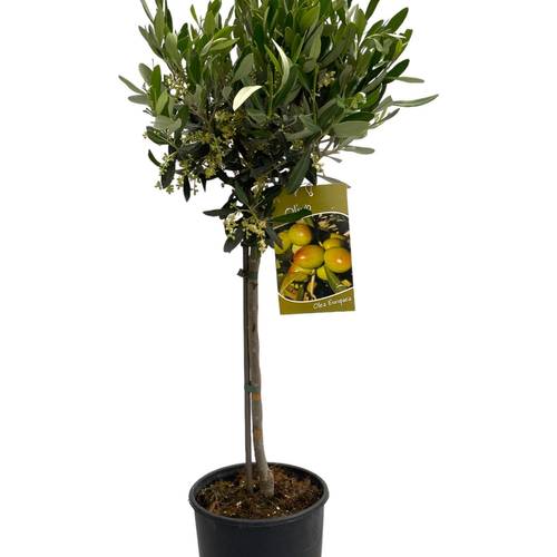 Olea Europaea auf Stamm T19 H90