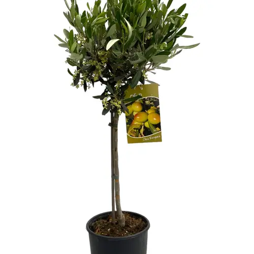 Olea Europaea auf Stamm T19 H90
