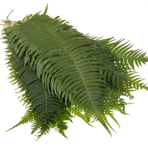 Schwertfarn grün 70cm (SA)